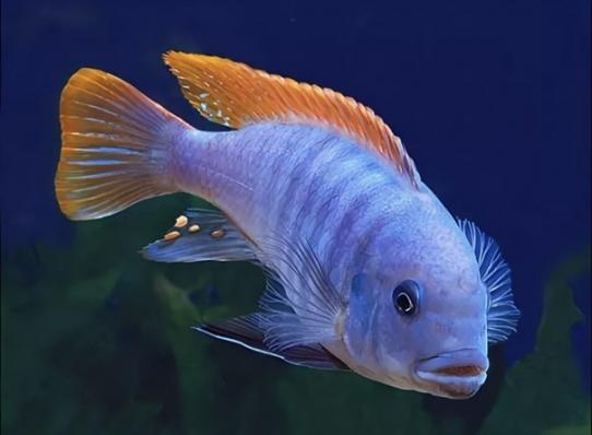 Цихлида Псевдотрофеус Грешаки (Pseudotropheus Greshakei)-наличие подтверждается