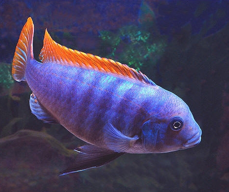 Цихлида Псевдотрофеус Грешаки (Pseudotropheus Greshakei)-наличие подтверждается