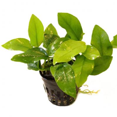 Анубиас Бартери Нана голд (Anubias barteri var. nana Gold) 1 корень
