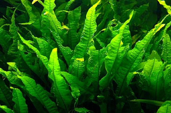 Папоротник таиландский (Microsorum pteropus)