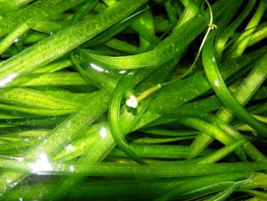 Валлиснерия спиральная (Vallisneria spiralis)-валиснерия живое аквариумное растение