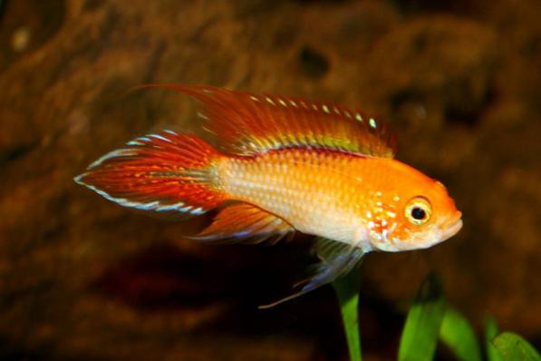 Цихлида Апистограмма Агассица дабл Ред или фаир Ред (Apistogramma agassizii Fire Red) предзаказ, наличие подтверждается