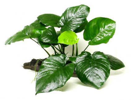 Анубиас Бартери (Anubias barteri var. Barteri) Куст 1 корень