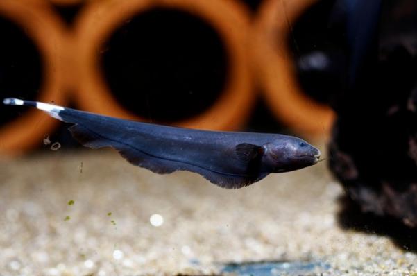 Черный нож, Аптеронотус белокаймовый (Apteronotus albifrons) нож черный