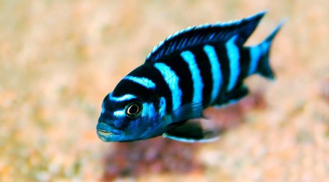 Цихлида Псевдотрофеус демасони (Pseudotropheus demasoni)