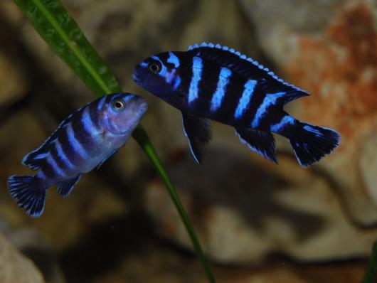 Цихлида Псевдотрофеус демасони (Pseudotropheus demasoni)