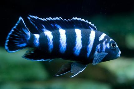 Цихлида Псевдотрофеус демасони (Pseudotropheus demasoni) 4,5 - 5 см