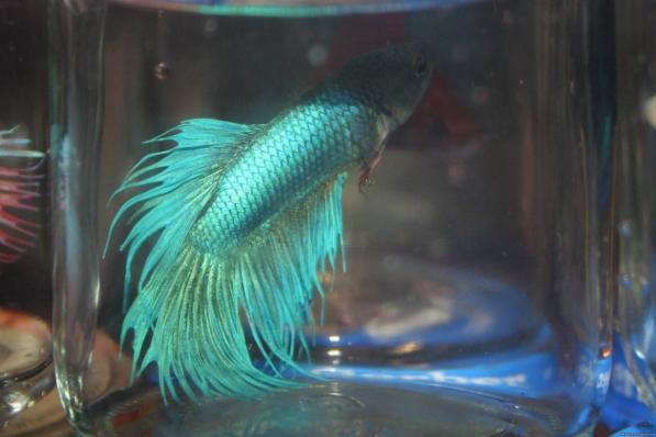 Петушок сиамский Корона - коронохвостый (Betta Crowntail)  - Изумруд