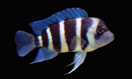 Фронтоза (Cyphotilapia Frontosa), Королева Танганьики 5 - 6 см