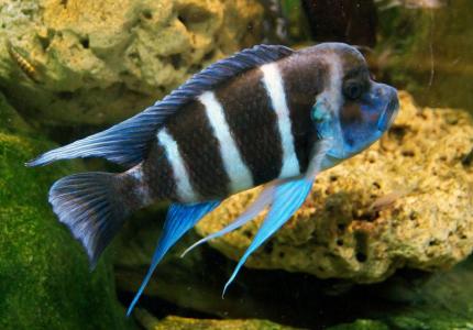 Фронтоза (Cyphotilapia Frontosa), Королева Танганьики 5 - 6 см