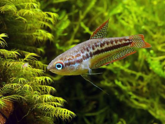 Гурами карликовый, Пумила (Trichopsis pumila)