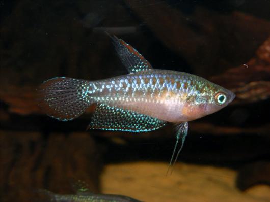 Гурами карликовый, Пумила (Trichopsis pumila)