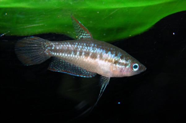 Гурами карликовый, Пумила (Trichopsis pumila)
