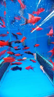 Меченосцы флаговые/ вильчатые (HiFin Lyretail Swordtails)ассорти 6 - 7 см