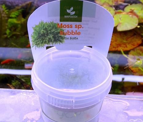 Мох Бабл (Moss sp. Bubble) меристемный