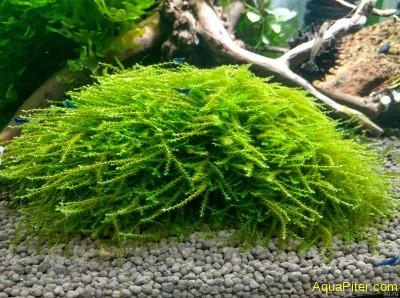 Мох Бабл (Moss sp. Bubble) меристемный