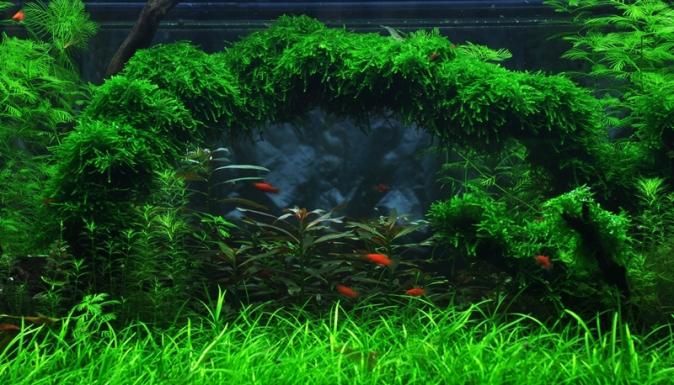 Мох плакучий или мох Випинг (Vesicularia ferriei, Weeping Moss) меристемный