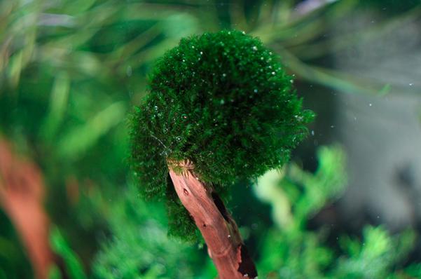 Мох плакучий или мох Випинг (Vesicularia ferriei, Weeping Moss) меристемный