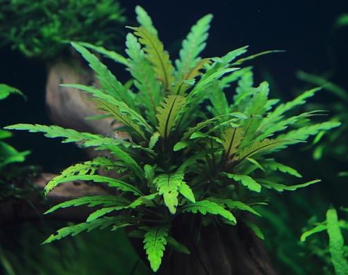 Гигрофила пиннатифида (Hygrophila pinnatifida) меристема