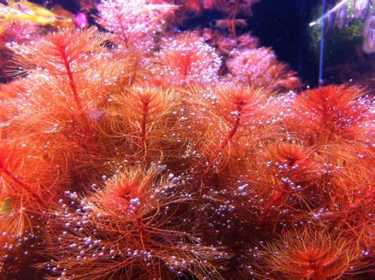 Перистолистник красный (Myriophyllum tuberculatum) меристема