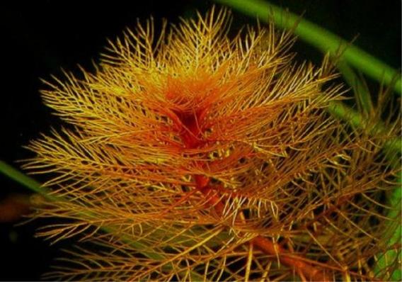 Перистолистник красный (Myriophyllum tuberculatum) меристема