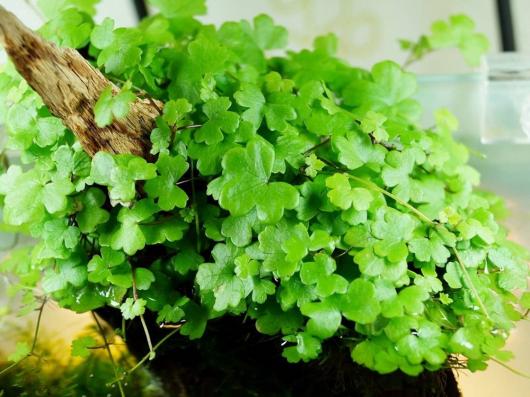Гидрокотила сибторпиодес, Щитолистник (Hydrocotyle sibthorpioides), меристема
