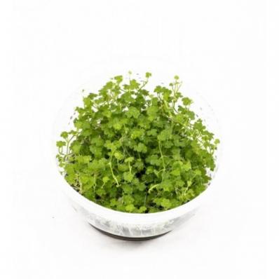 Гидрокотила сибторпиодес, Щитолистник (Hydrocotyle sibthorpioides), меристема
