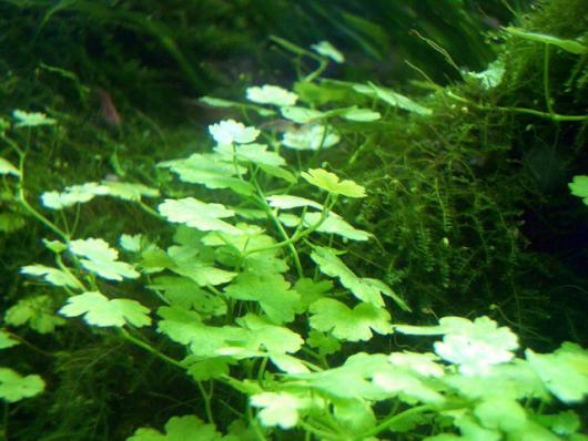 Гидрокотила сибторпиодес, Щитолистник (Hydrocotyle sibthorpioides), меристема
