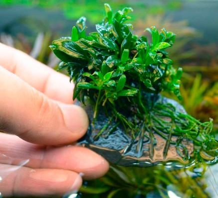 Анубиас бартера карликовый Панголино (Anubias barteri var. nana Pangolino) меристема