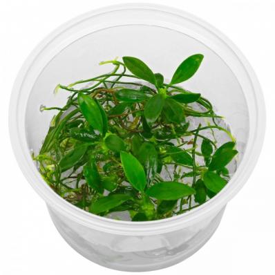 Анубиас бартера карликовый Панголино (Anubias barteri var. nana Pangolino) меристема