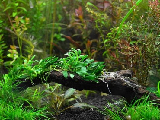 Анубиас бартера карликовый Панголино (Anubias barteri var. nana Pangolino) меристема