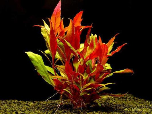 Альтернантера Лилацина (Alternanthera reineckii Lilacina) меристема