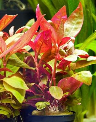 Альтернантера Лилацина (Alternanthera reineckii Lilacina) меристема