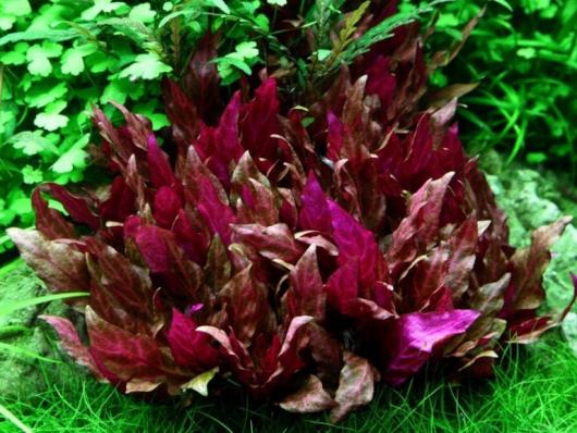 Альтернантера Рейнека Розанервиг  (Alternanthera reineckii Rosanervig) меристема