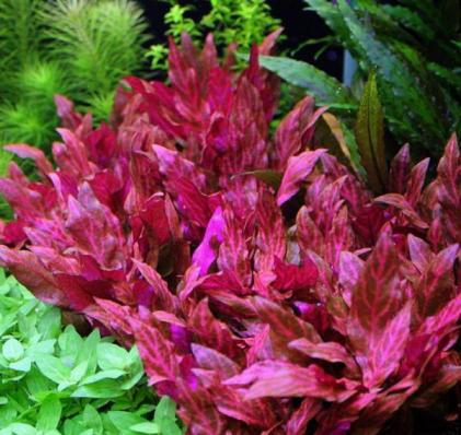 Альтернантера Рейнека Розанервиг  (Alternanthera reineckii Rosanervig) меристема