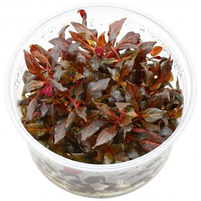 Альтернантера Рейнека Розанервиг  (Alternanthera reineckii Rosanervig) меристема