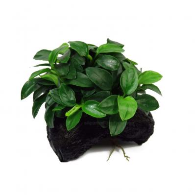 Анубиас Бартера карликовый  нана Петит (Anubias barteri var. nana Petite) миристемный