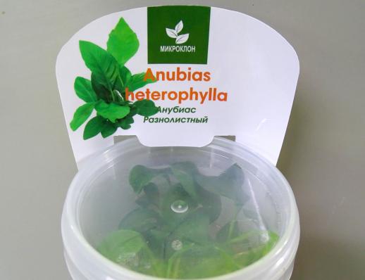 Анубиас разнолистный (Anubias heterophylla) меристема