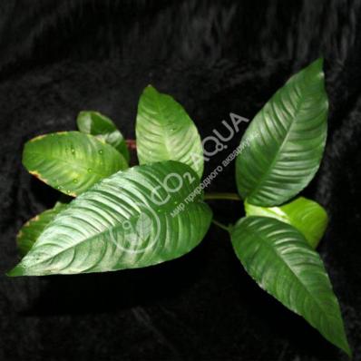 Анубиас разнолистный (Anubias heterophylla) меристема