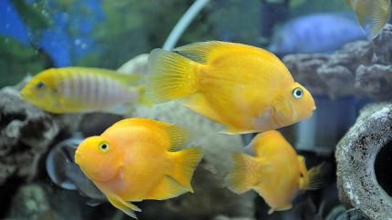 Цихлида Попугай Желтый (Сichlid parrot yellow ) 5 - 6 см