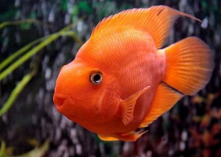Цихлида Попугай Красный, трехгибридный (Red Parrot Cichlid) 4 - 5 см