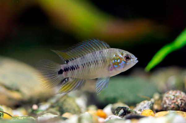 Цихлида Апистограмма Борелли (Apistogramma borellii) (предзаказ на одидание поставки)