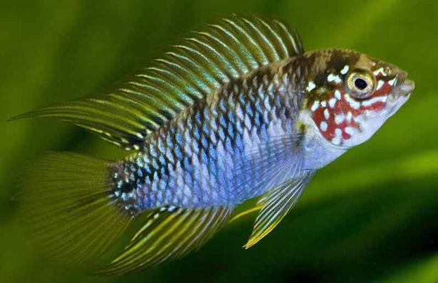 Цихлида Апистограмма Борелли (Apistogramma borellii) (предзаказ на одидание поставки)