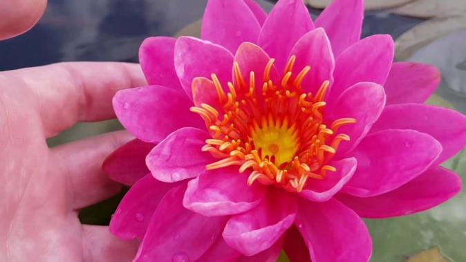 Нимфея Вау (Nymphaea ‘Wow’)