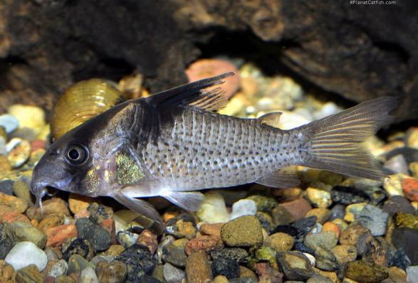 Сомик Коридорас Меланистус черноштриховый  (Corydoras melanistius) Дикари ⌀3-3,5 см
