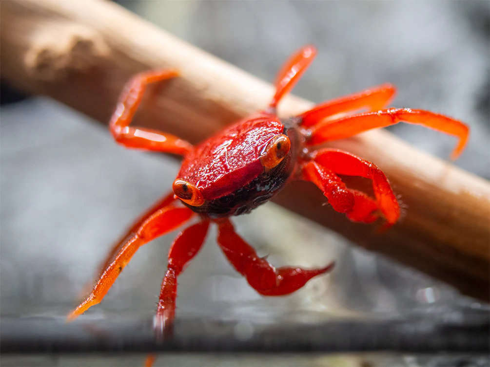краб красный помидор crab-red tomato geosesarma