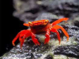 Краб красный дьявол самка (Geosesarma sp. Devil) декоративный краб — наличие подтверждается менеджером