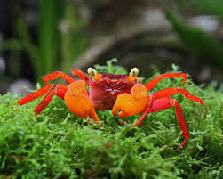 Краб красный дьявол самка (Geosesarma sp. Devil) декоративный краб — наличие подтверждается менеджером