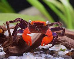 Краб красный дьявол самка (Geosesarma sp. Devil) декоративный краб для палюдариума и аквариума — наличие подтверждается менеджером