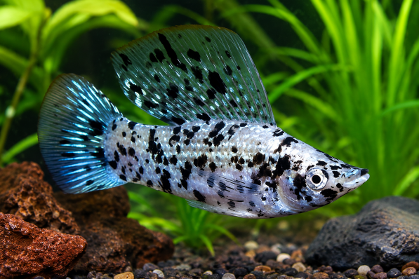 Моллинезия Велифера Далматин — парусная моллинезия (Poecilia velifera Dalmatian)
